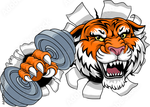 A tiger weight lifting gym ...