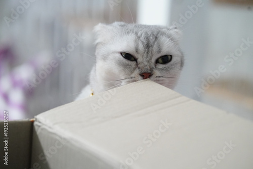 Foto Scottish Fold cat gray fur green eyes curious expression indoor cardboard box pl