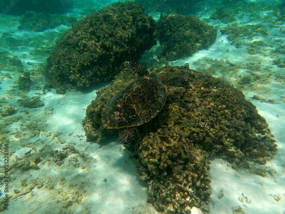 Obraz premium Thoddoo, Maldivas