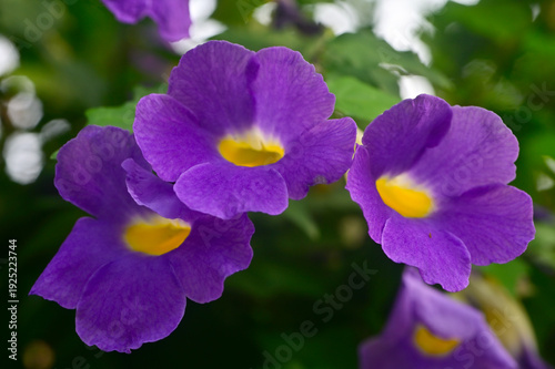 Bunch of fresh blue flowers of Thunbergis erecta or Bush clock vine, India.