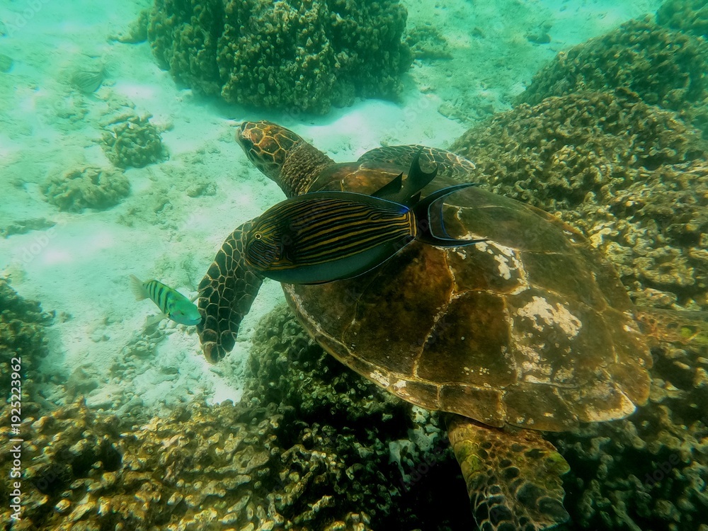 Obraz premium Thoddoo, Maldivas