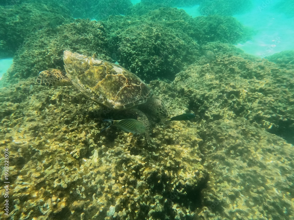 Obraz premium Thoddoo, Maldivas