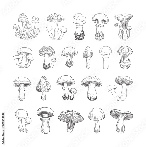 Black and white collection of various mushroom types fungi nature forest edible