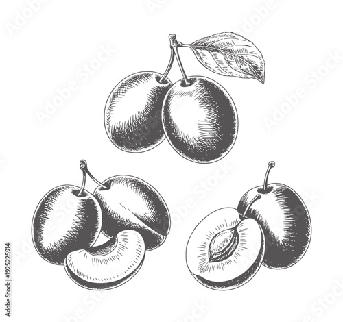 Black and white hand drawn botanical of plums fruit food nature vintage