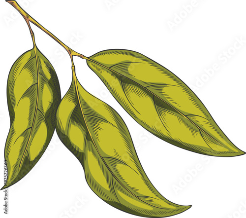Sandalwood tree twig with green leaves sketch, vector hand drawn essential herb foliage, medicinal aroma plant