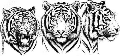 Tiger, head, silhouette, vector, illustration, face, wild, animal, roaring, predatory, feline, jungle, wildlife, graphic, design, nature, predator, bengal, flavector, art