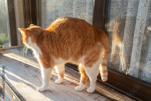 Foto Alert Ginger Tabby On Windowsill, Standing Stance And Attentive Ears, Gazing Thr