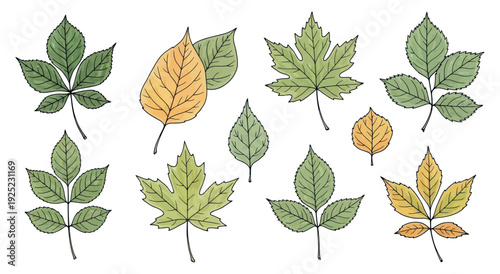 Collection of diverse green and golden autumn tree leaves and spring foliage offering a vibrant botanical assortment for natural seasonal projects, educational materials, and decorative