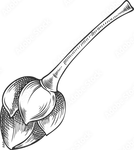 Lucuma tree stem with seed sketch, vector engraved hand drawn not ripe berry, eggfruit, farm plant, superfood