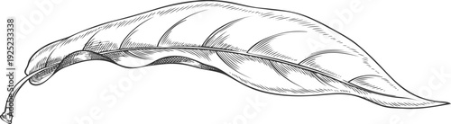 Lucuma tree leaf falling vector engraved sketch, essential herb, medicinal aroma plant, ayurvedic foliage