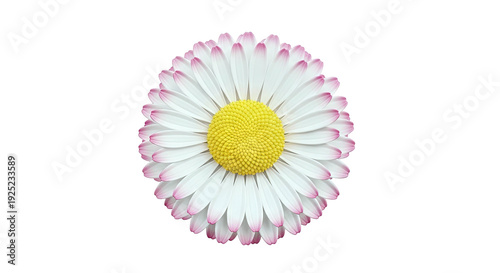 Close-up of a daisy with white petals and pink tips on a white background