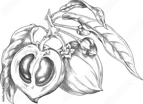 Lucuma branch with fruits and leaves sketch, vector engraved hand drawn ripe berries, eggfruit, farm harvest superfood