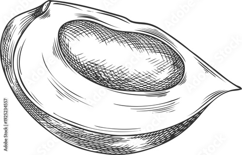 Lucuma cut fruit sketch, vector engraved hand drawn ripe berry slice, eggfruit, juicy organic dessert, harvest superfood