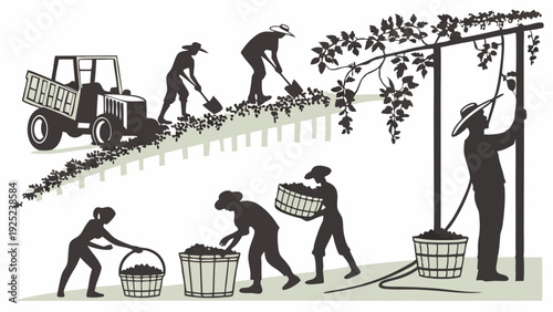 Grape Harvest Season Vineyard Workers Picking Ripe Fruit for Wine Production Agriculture Industry Labor