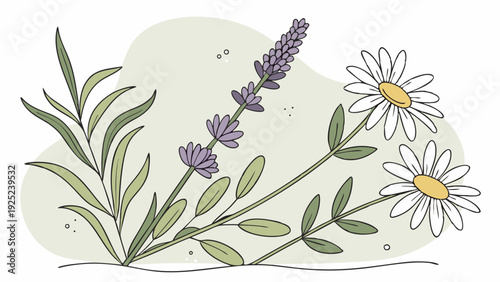 Aromatic Lavender and Calming Chamomile Herbs for Wellness Packaging Design and Natural Skincare Branding Illustration