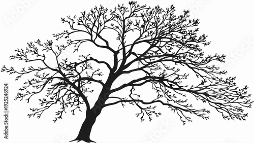 Silhouette Bare Tree Spreading Wide Branches Against White Sky Perfect For Autumn Winter Landscape Design Or Resilience Symbolism