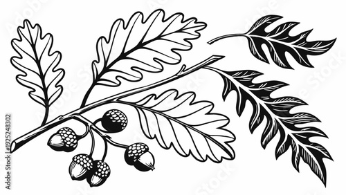 Oak Branch with Lobed Leaves and Acorns Botanical Illustration for Nature Design Projects Seasonal Fall Decor and Rustic Branding