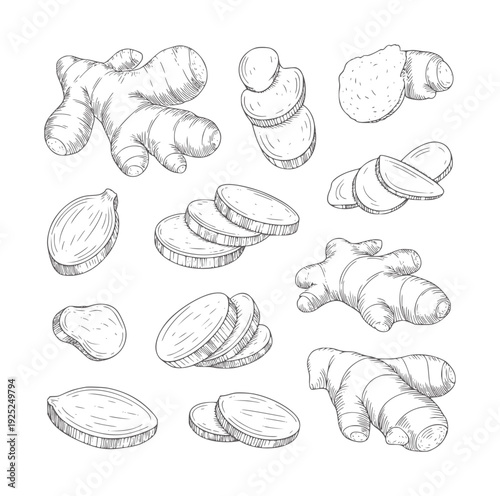 Black and white line of ginger root whole and sliced spice herb food