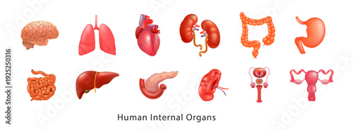 Human Body Organs Set for Medical Education and Healthcare Design. Realistic Medical Illustration of Human Internal Organs and Systems