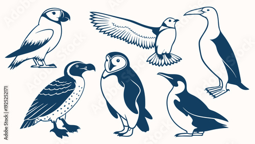 Diverse Collection Of North Atlantic Seabirds And Penguins For Nature Education Wildlife Design Projects