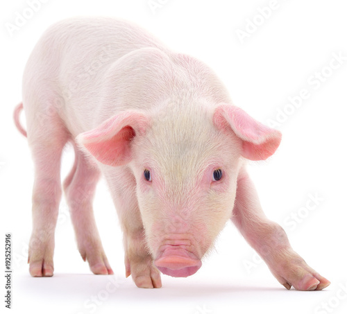 Small pink piglet standing isolated on white background front view