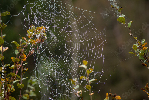 Water droplets on the spider's web in autumn