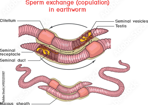 Diagram of mating process of earthworms. Scheme of earthworm copulation with elements of the internal structure of the reproductive system for biology lessons