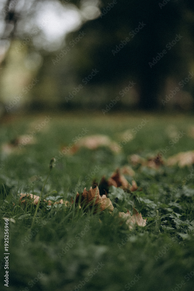 Obraz premium Green grass close up with soft forest bokeh background 