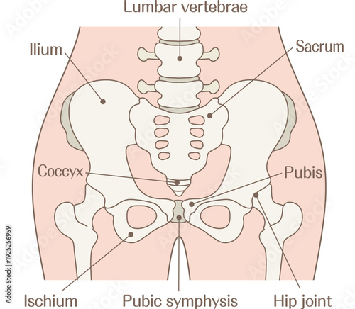 Pelvis Anatomy Labeled Diagram of Human Skeletal Structure
