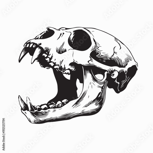 Animal Skull with Sharp Teeth Primate Head Vector Illustration