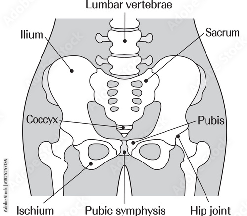 Pelvis Anatomy Labeled Diagram of Human Skeletal Structure