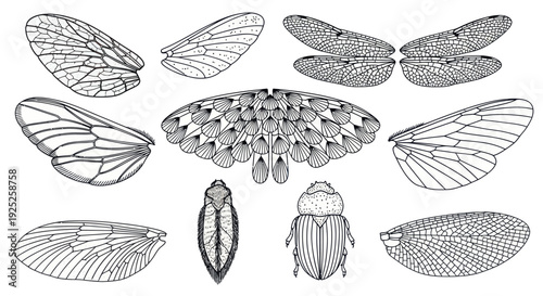 Collection of insect wings and insects illustrations