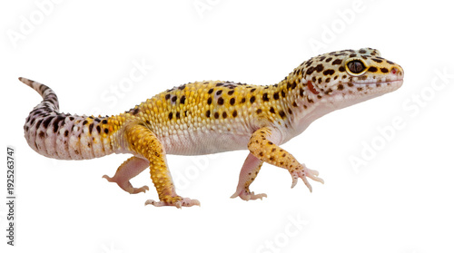 Photography Realistic Full-Body Photograph of Leopard Gecko with Yellow and Black Spots Walk