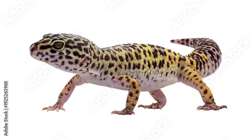 фотографія a side profile photograph of a leopard gecko (eublepharis macularius) with its unique spotted pattern, presented on a neutral transparent background for dramatic emphasis and contrast