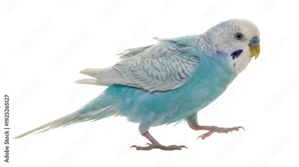 Fototapeta premium a detailed photograph of a blue and white budgerigar in motion, captured against a transparent background, with its wings slightly raised and body angled.