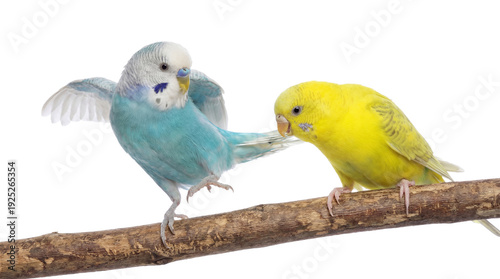 two budgies on a branch, one blue and white with wings open, the other yellow, in a png format with a transparent background, ideal for graphic design and digital use.