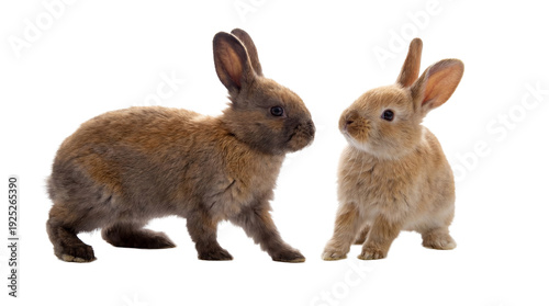 close-up png image of two small brown rabbits on a transparent background, the rabbit on the left facing left and the rabbit on the right facing right, engaged in a moment of gentle communication.