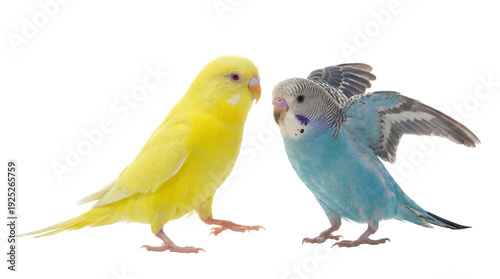 Photos High-Quality Photo of Two Budgerigars, One Vivid Yellow and One Blue with Grey M