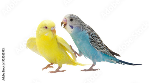 Canvas Print two budgerigars in motion, a yellow and a blue budgie, with the blue budgie appearing to step or reach towards the yellow budgie on a transparent background