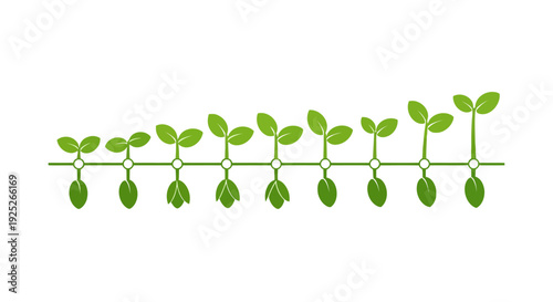 Plant Growth Stages Timeline, Seedling Development Process, Green Sprouts Evolution