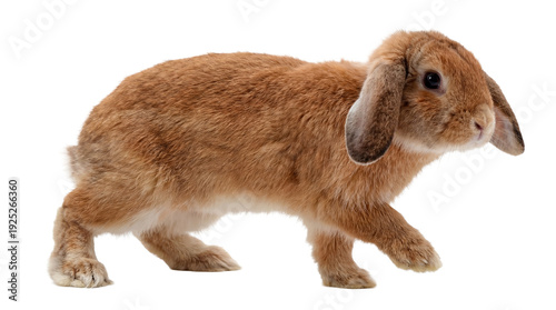 Fotografie brown lop-eared rabbit hopping with floppy ears, isolated on a transparent backg