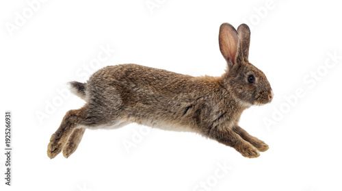 Fotografie a brown rabbit with its ears up and white whiskers is captured mid-leap against a stark transparent background, showcasing its dynamic movement and furry texture in a high-contrast studio shot