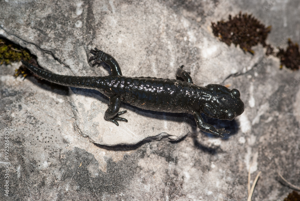 Fototapeta premium A black alpine salamander on a rock, Germany