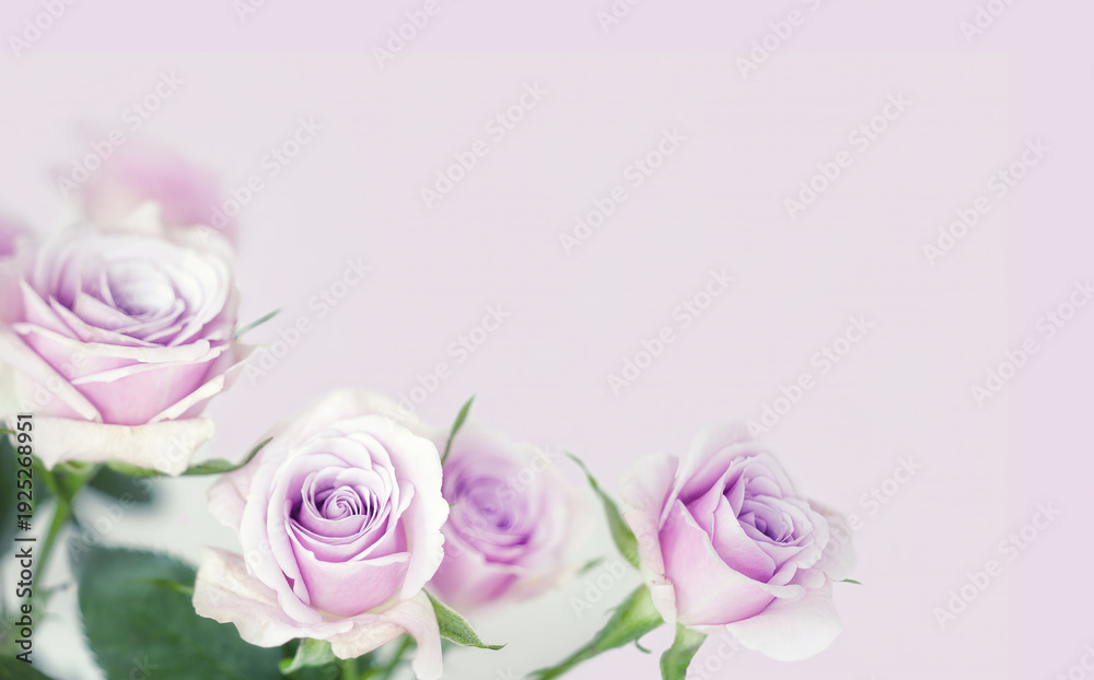 Fototapeta premium Rosen