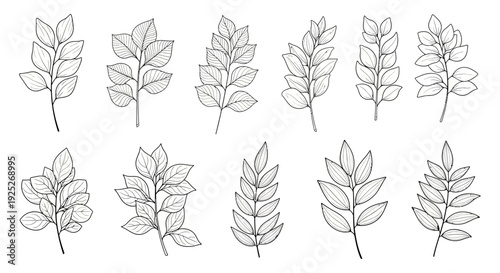 Collection of simple line drawings of leaves in various arrangements.