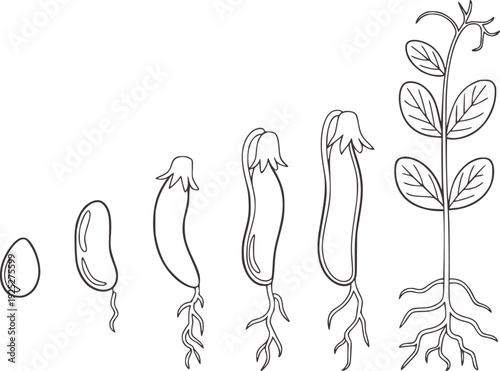 Seed germination and plant growth stages line sprout seedling