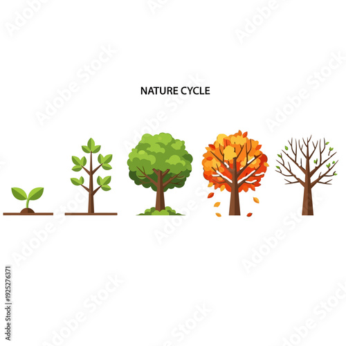Tree Life Cycle: From Seedling to Autumn and Winter Stages