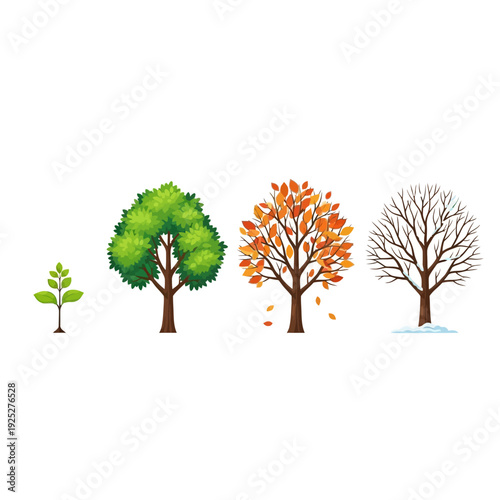 Tree life cycle: growth, summer, autumn, winter seasons