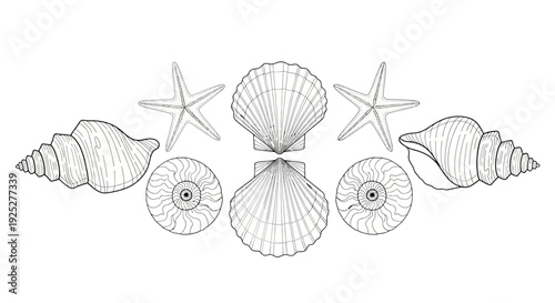 Seashells and starfish arranged in a beautiful coastal pattern