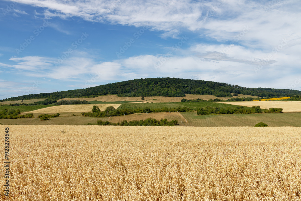 Fototapeta premium Golden wheat field stretches towards a lush green forest on a rolling hill under a blue sky
